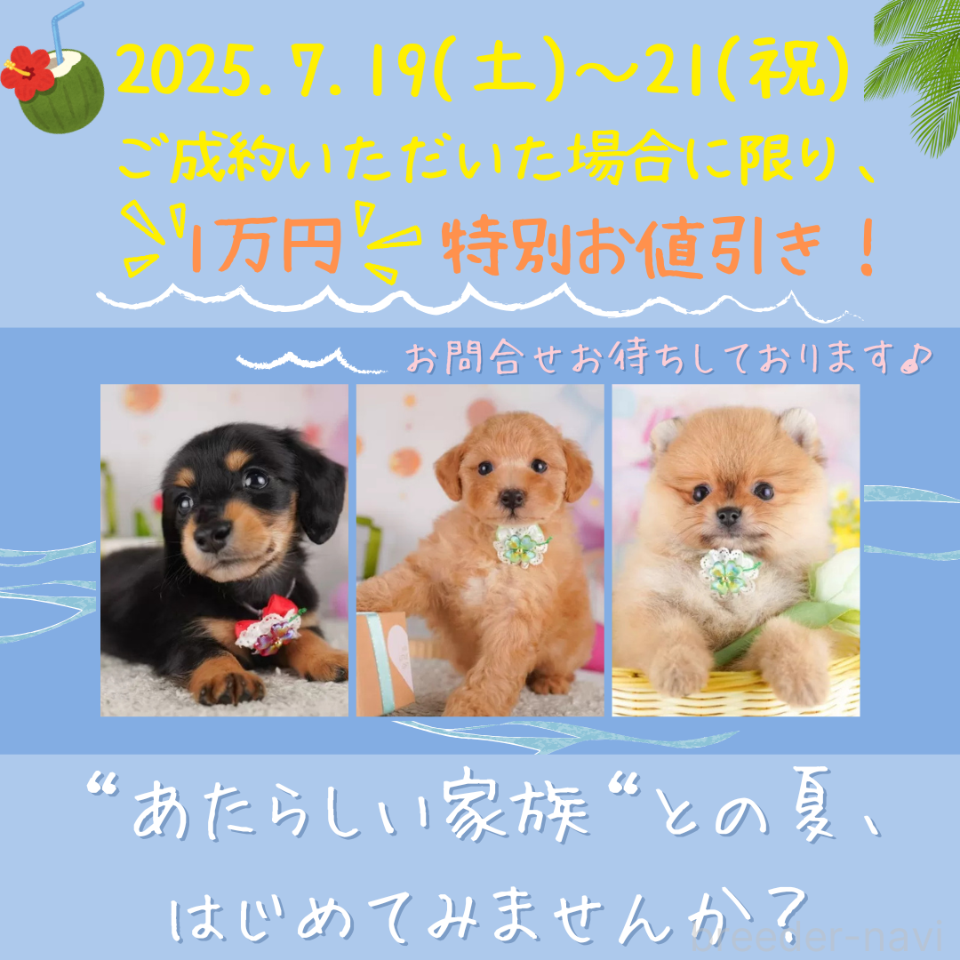 成約済の東京都のトイプードル-388305の4枚目